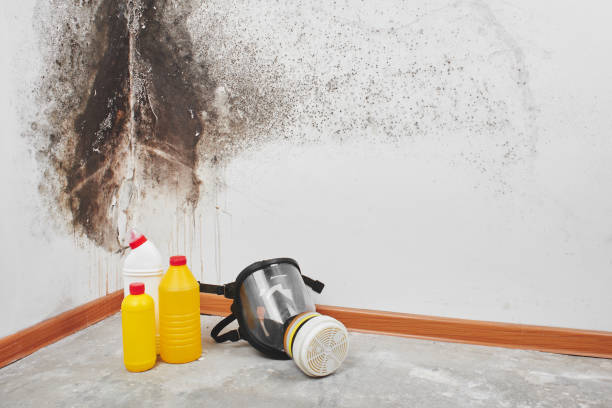 Best Black Mold Removal  in Centerville, PA