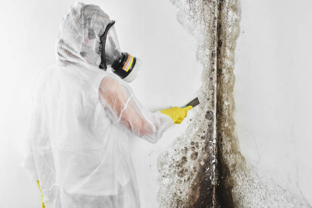 Best Residential Mold Removal  in Centerville, PA