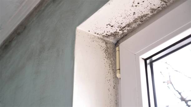 Best Attic Mold Removal  in Centerville, PA
