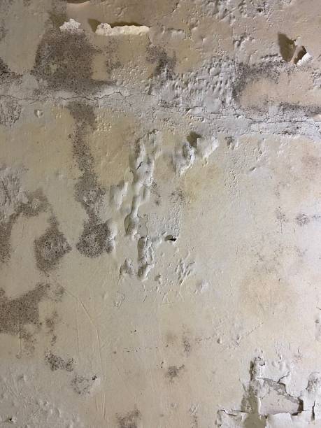 Best Home Mold Removal  in Centerville, PA