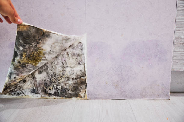 Professional Mold Removal in Centerville, PA